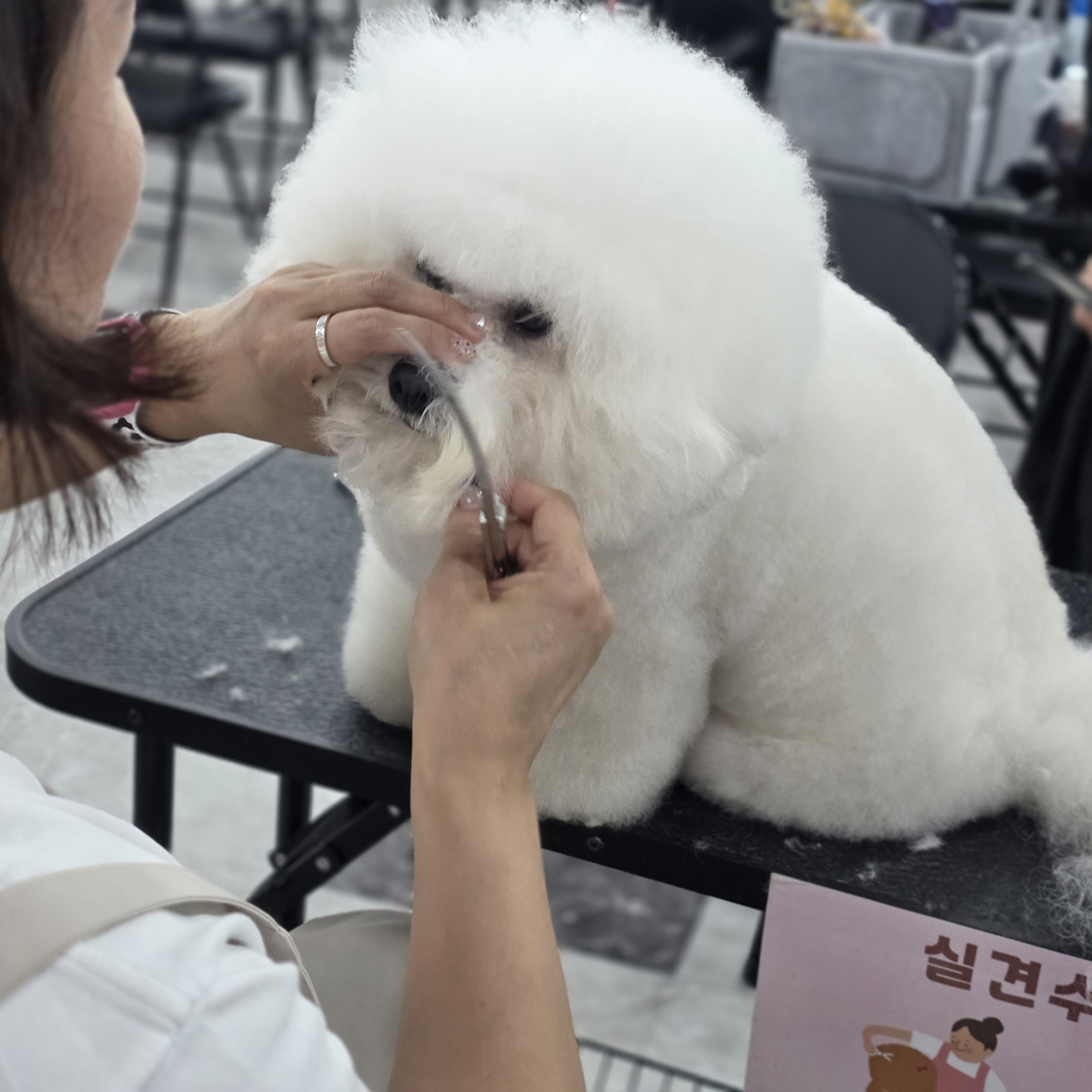 구미애견미용학원