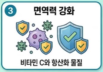 양배추즙의 효능