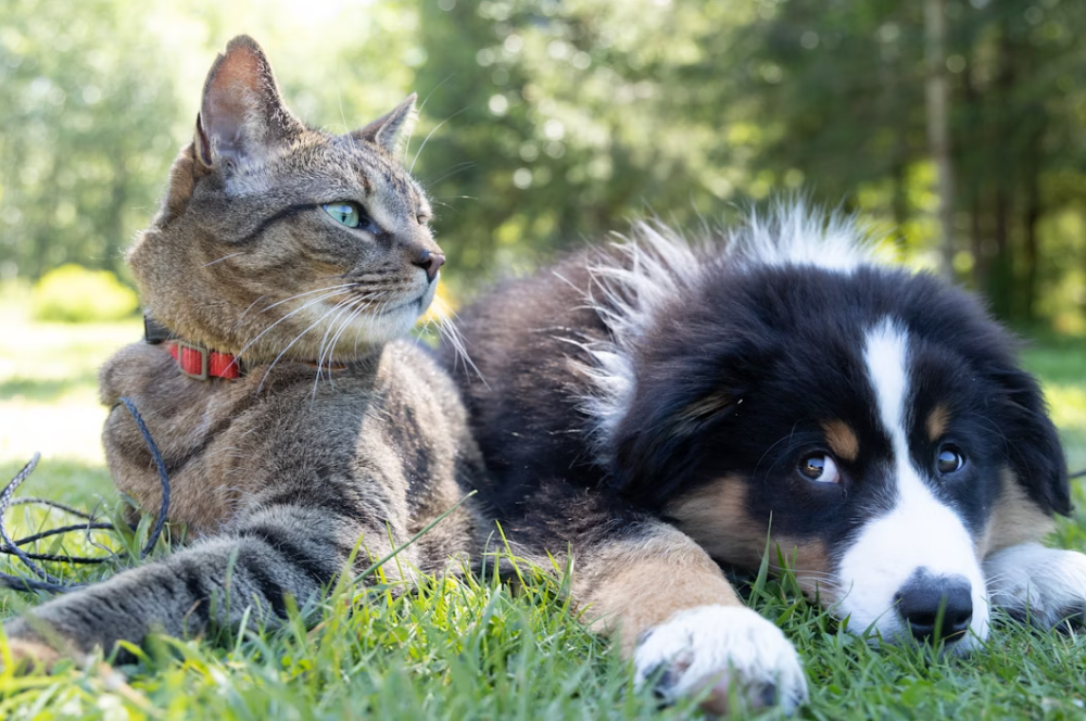 특이하고 예쁜 강아지 이름