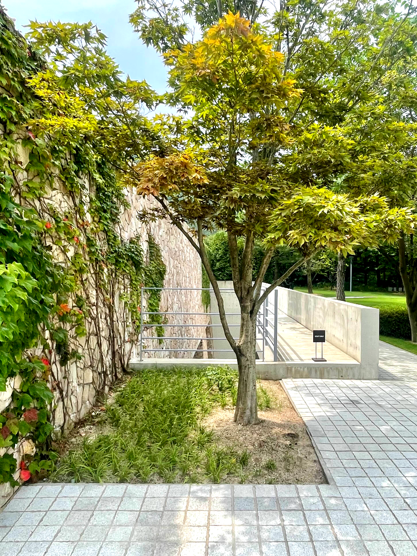 뮤지엄 산 걷는길 포인트 나무