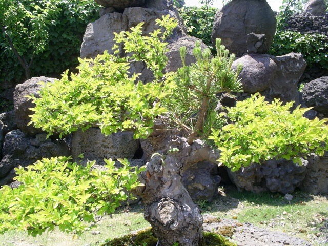 제주도 여름 힐링명소, 돌마을공원 (풍경, 사진명소, 감성)