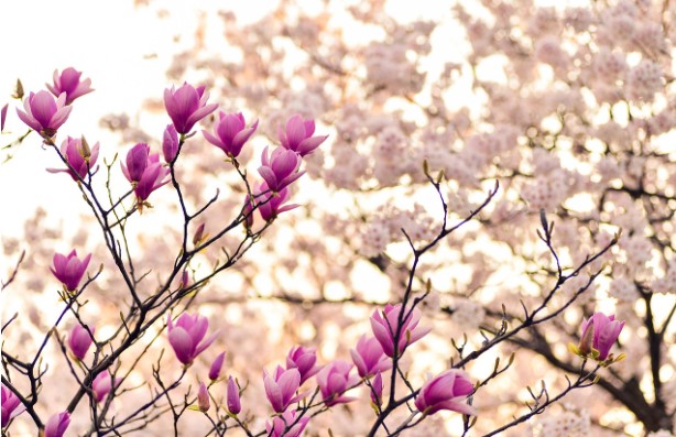 황학산 수목원 이용정보