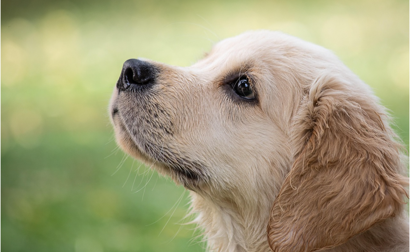 노령견 건강관리 7살 이후 챙겨야 할 것들