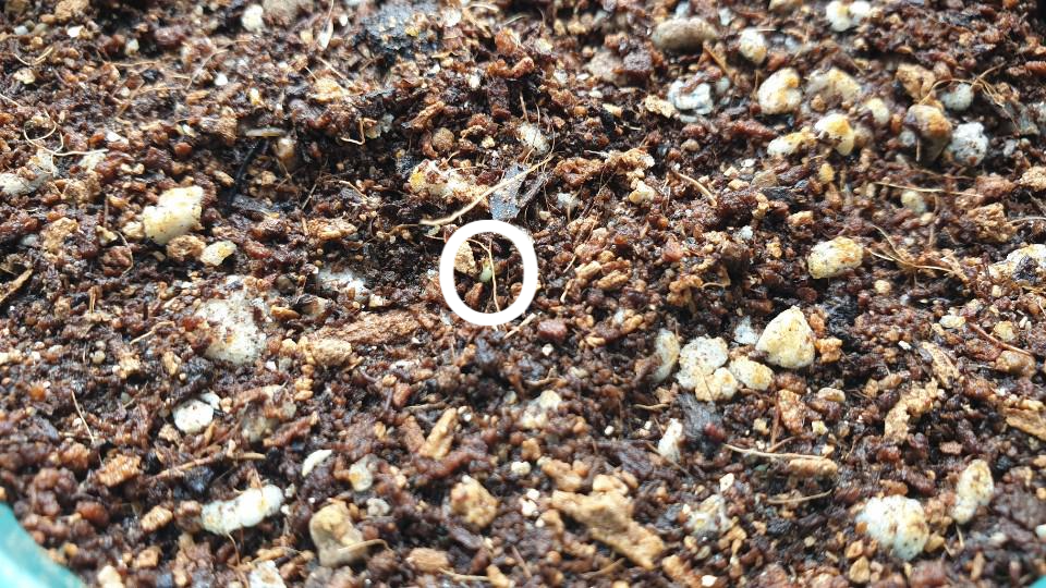 흙 사이로 보이는 초록색 바질 줄기