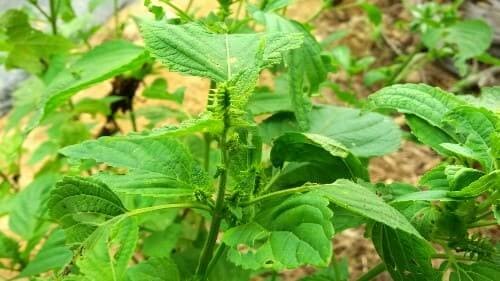 들깨재배-들깨-수확시기