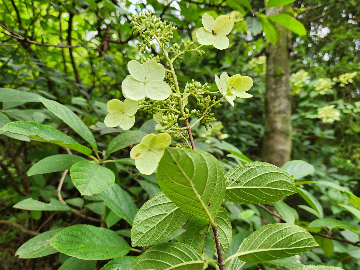 수국 레드엠페러