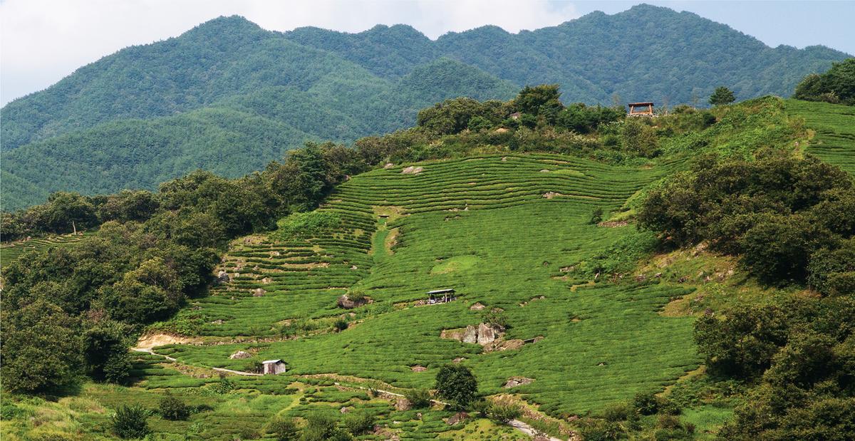 2025 봄꽃 축제 취소 연기 지역