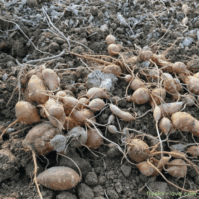 인디언 감자 아피오스 효능