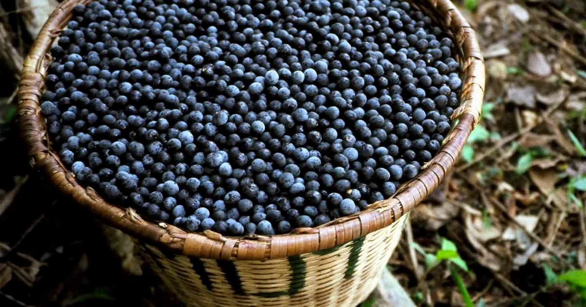 면역 체계 강화, 피부 개선, 체중 관리 등 여러 측면에서 우리의 건강을 돕는 것으로 알려져 있습니다