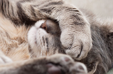 눈을 가리고 자는 고양이.