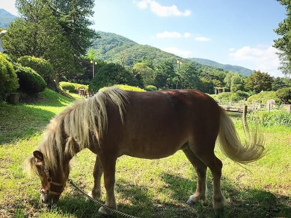[아이 동반, 서울 근교 여행지]경기도 포천 서운동산｜딸기, 블루베리, 옥수수, 먹이주기, 밤줍기 등 체험 가득한 가족 여행지