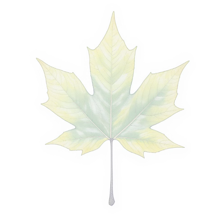 가장 쉬운 첫 번째 단서&amp;#44; 세 잎 클로버를 찾아라