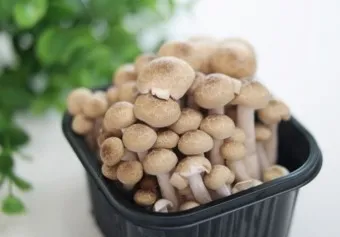 만가닥버섯 효능_12