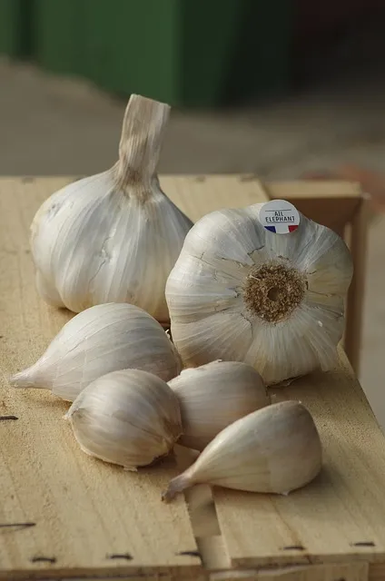 쪽마늘 재배 파종 깊이 흑비닐 피복 월동 준비_8