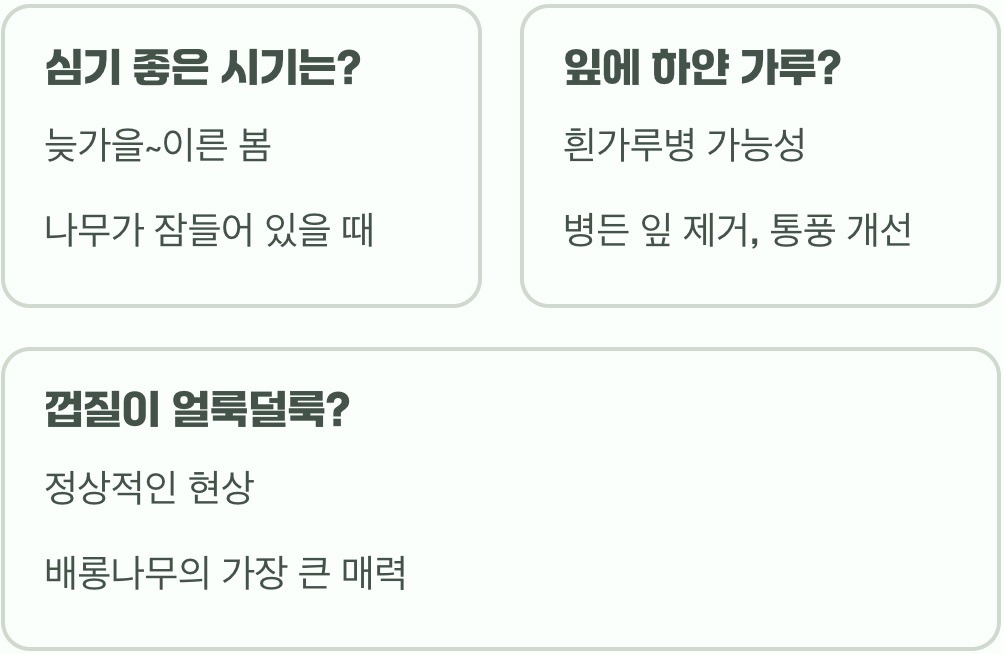 여름의 여왕, 100일간 피고 지는 배롱나무 꽃의 모든 것