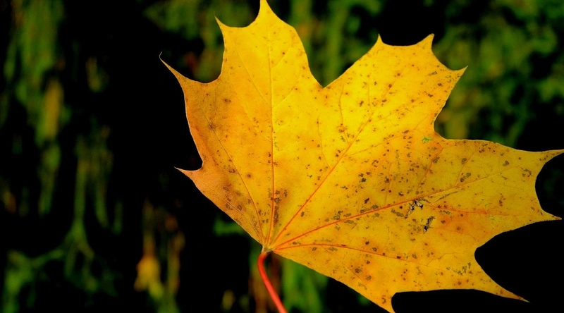 CBT 시험 준비 방법