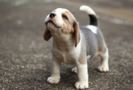 강아지사진/출처:어도비스톡