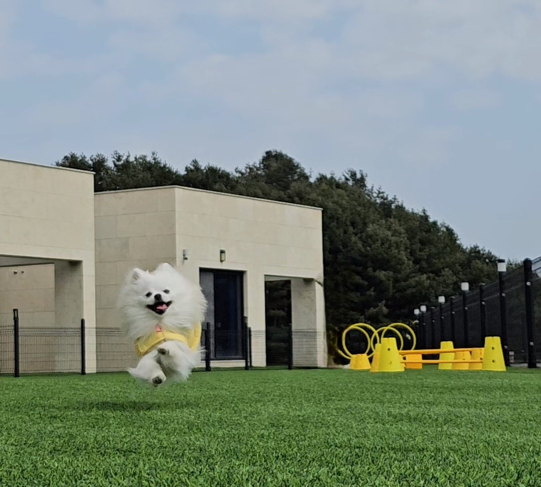 산책으로 신난 하콩