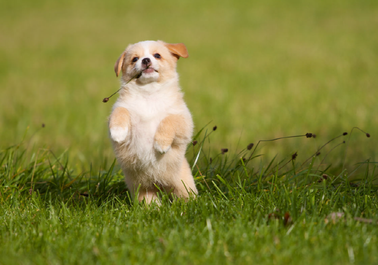 아침고요 동물원