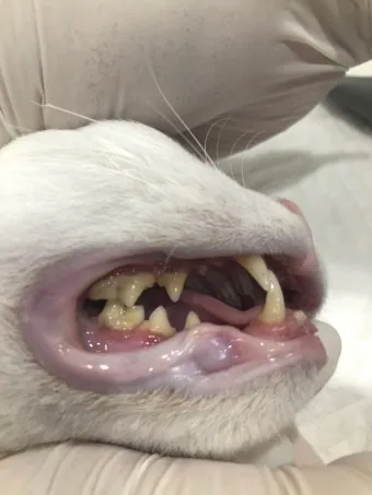 고양이치주염 증상 진단 치료 및 예방법_10