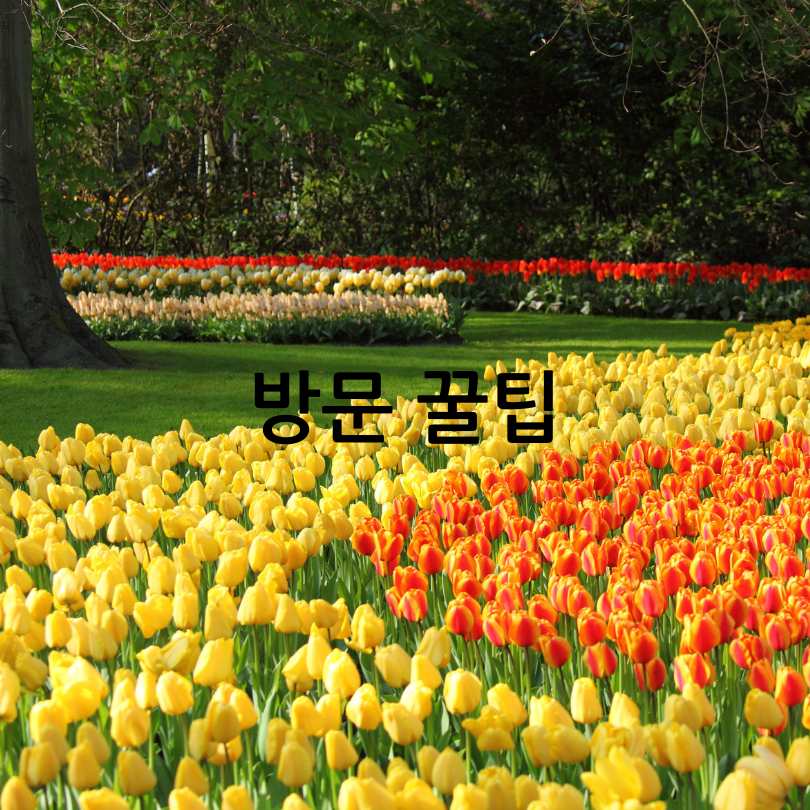 2025년 태안 튤립 축제