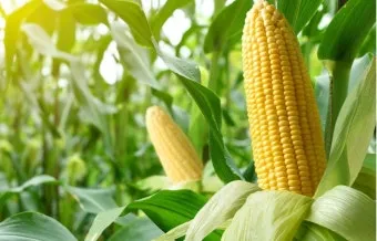 옥수수 재배 수분 수정 바람 피해 예방 거름 주기_12