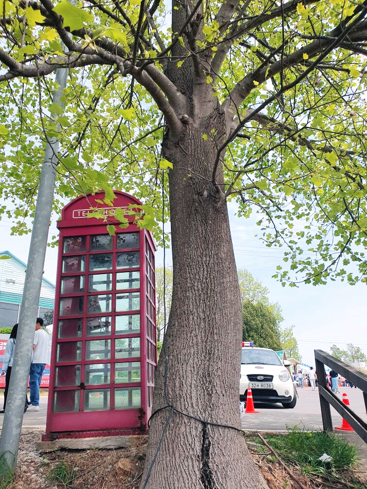 고창 청보리밭 축제