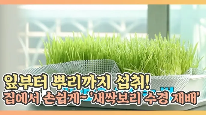 새싹보리 재배 발아 온도 물 분무 수확 시기_3