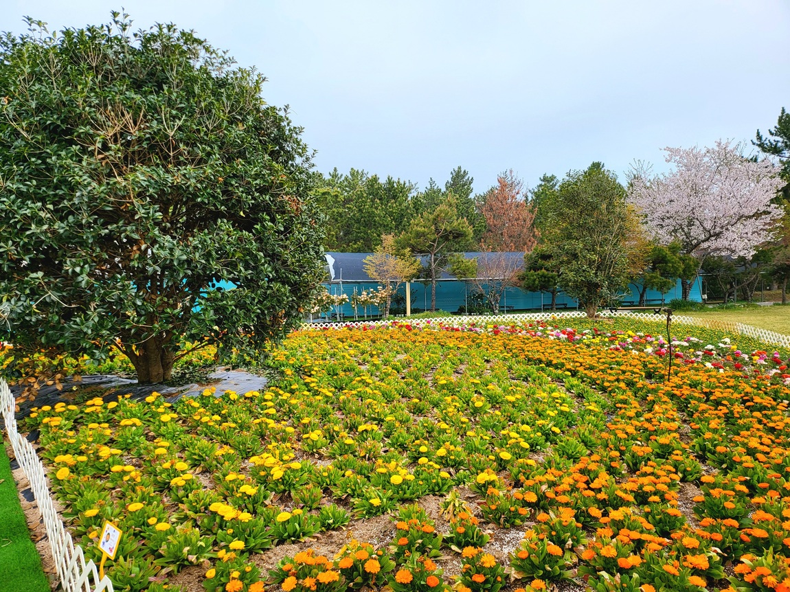 2025 태안 봄꽃 정원 기본정보