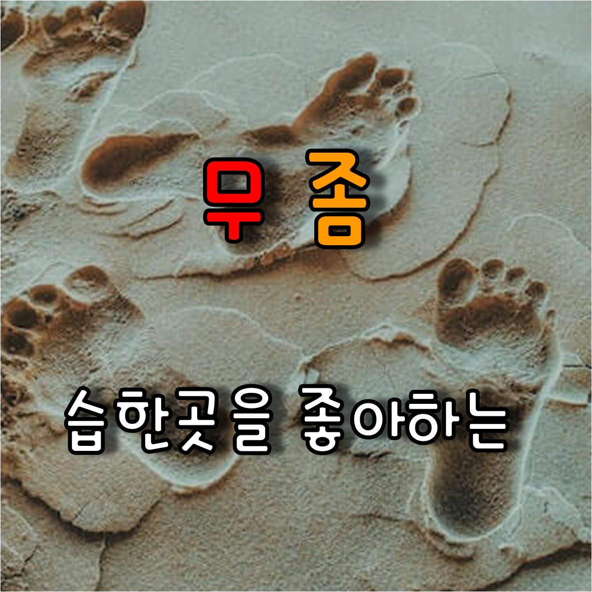 백사장에 발자국