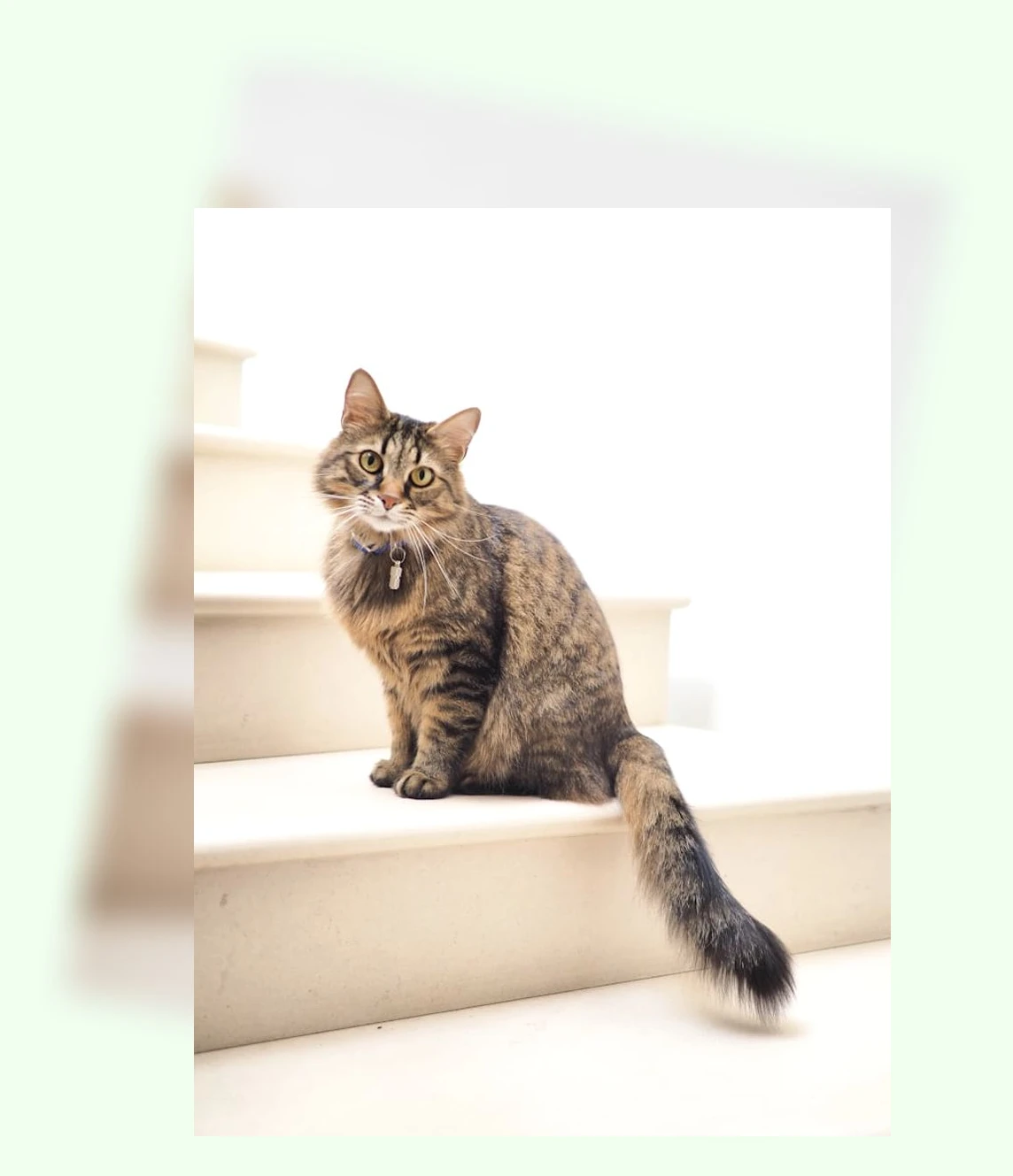 고양이 언어 이해_3_subsection