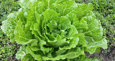 가격 비교, 괴산 절임배추 20kg 직거래로 최저가 예약 1