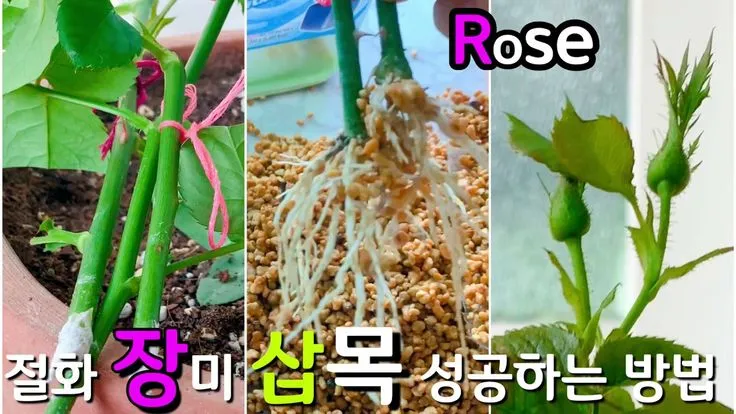 장미 삽목하는 방법 집에서 쉽게 번식하는 팁_4