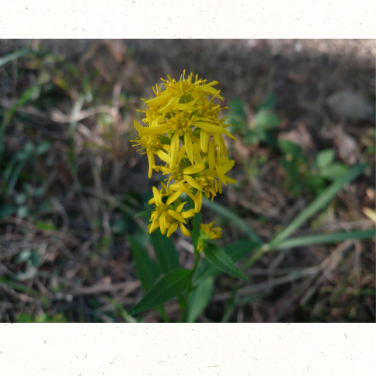 보랏빛 미역취가 핀 초원