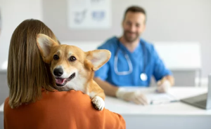 강아지사진/출처:어도비스톡