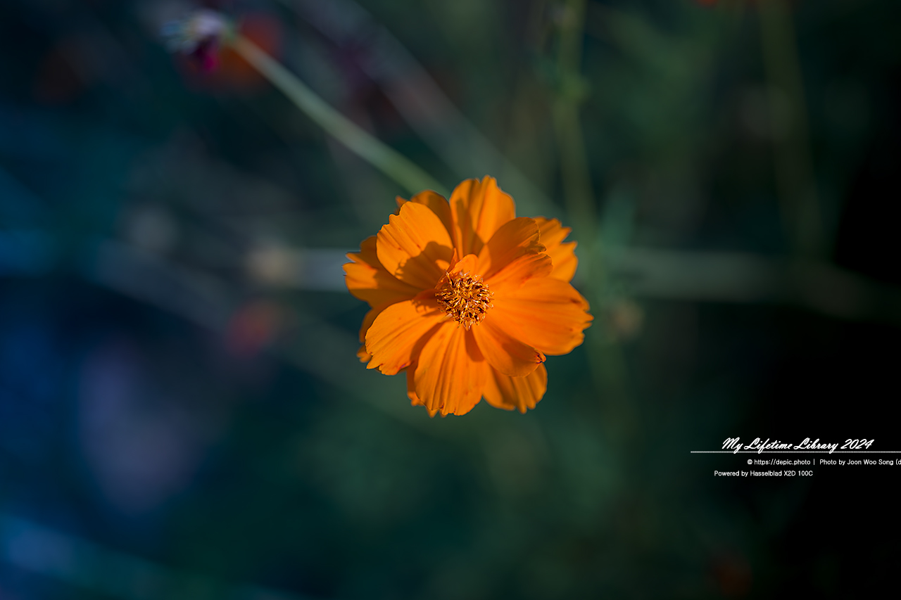 코스모스 가을 증평 농업기술센터