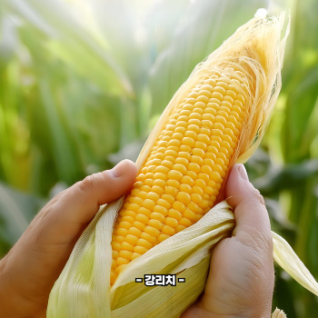 초당옥수수 부작용