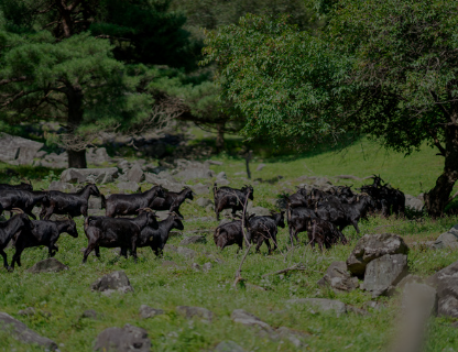 하늘마루 염소 목장 체험 안내 