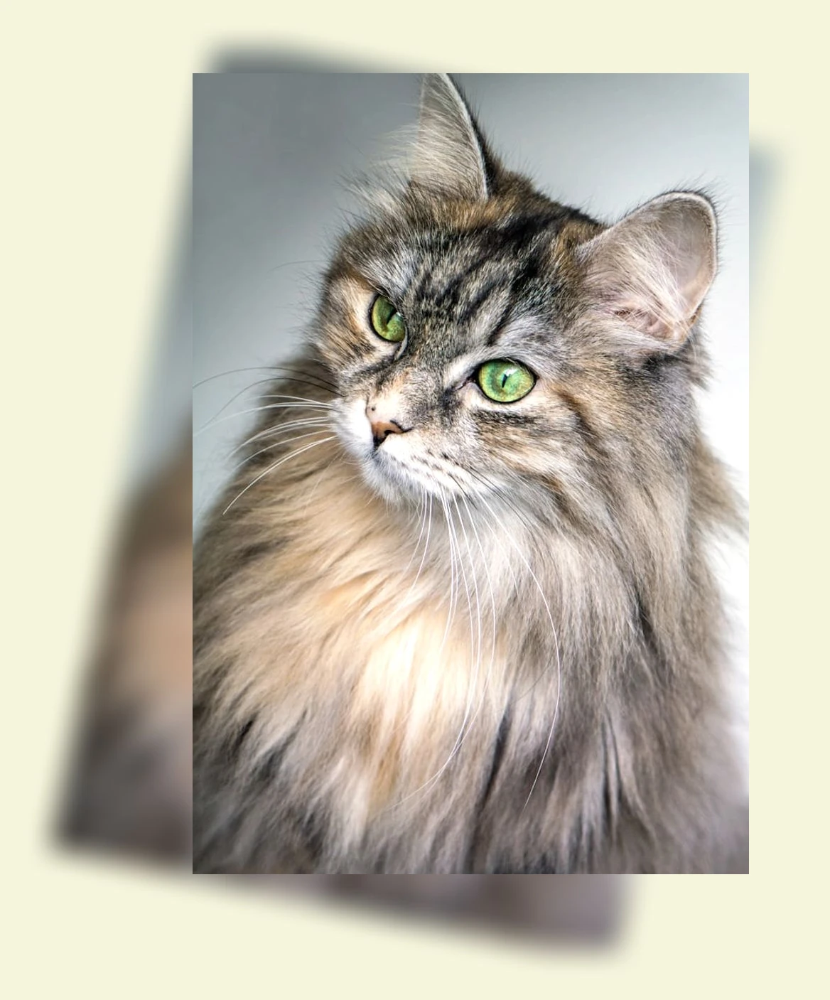 반려동물 상실_2_subsection