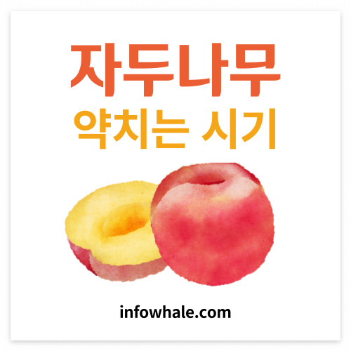 자두나무 약치는시기