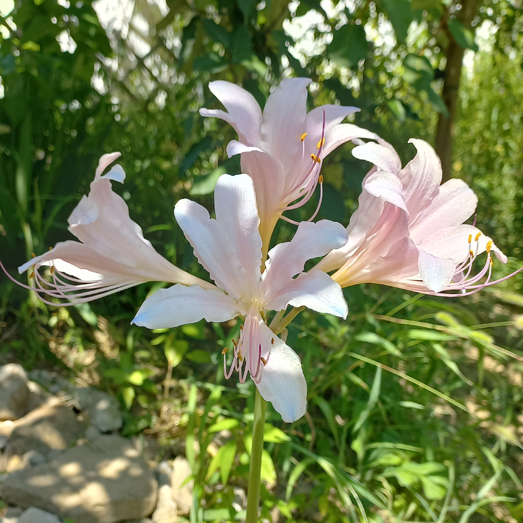 연한 분홍빛을 띄는 상사화가 만개한 모습. 6개의 꽃잎이 활짝 피어있고 노란 꽃밥이 달린 수술이 길게 뻗어있다.