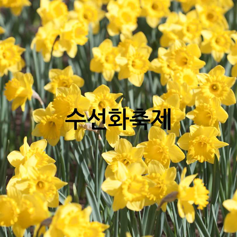 서산 유기방가옥 수선화축제