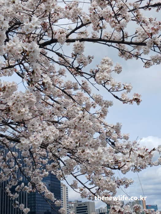 석촌호수 벚꽃 개화율 사진 (현재 90% 이상 만개하여 장관을 이루는 현장)
