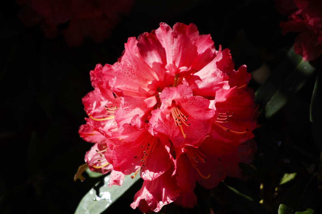 Azalea