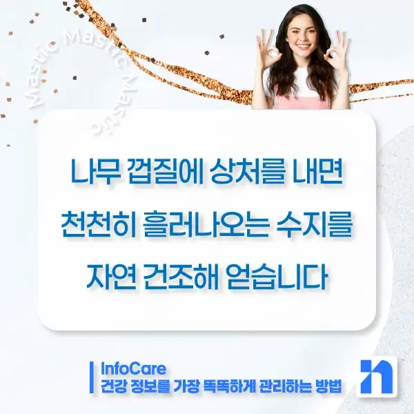 매스틱 효능 복용법 매스틱검