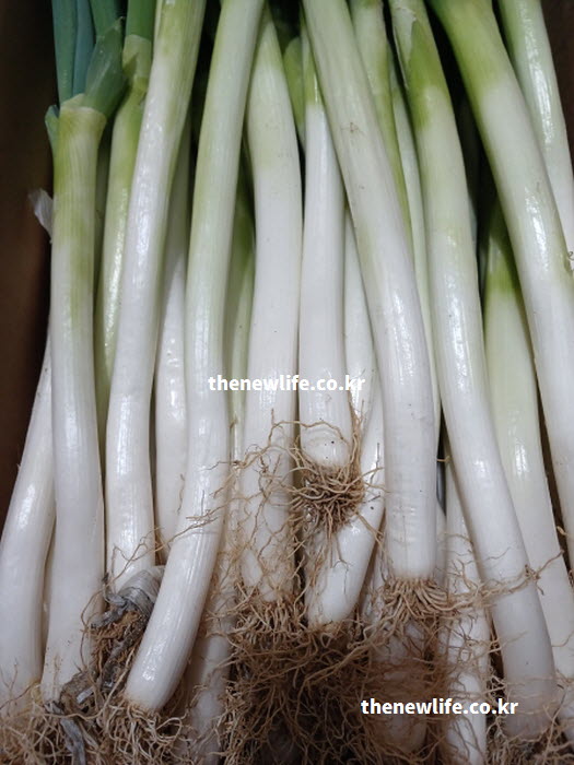 대파 효능 섭취법 뿌리