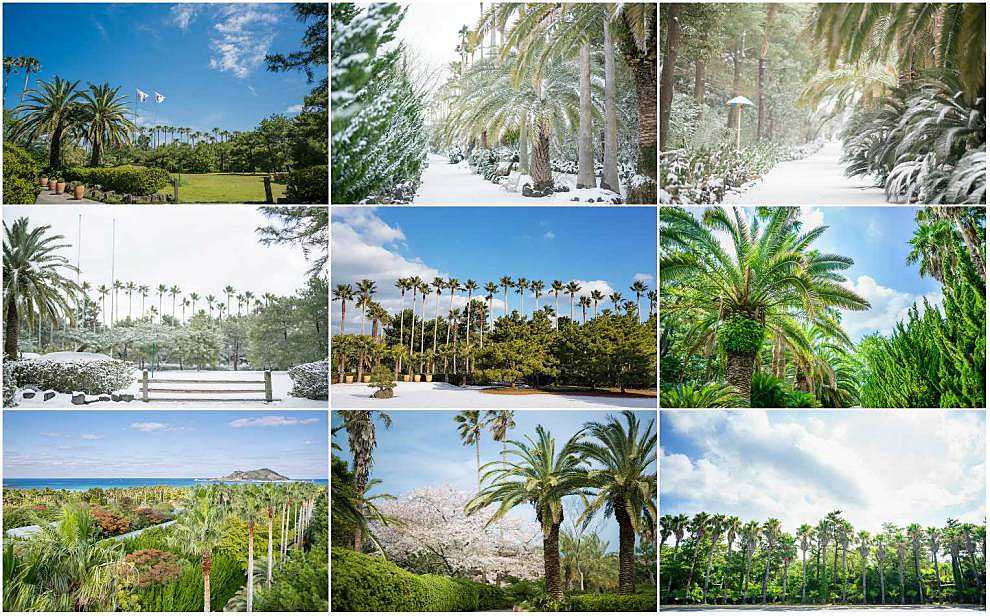 제주 한림공원 수국축제