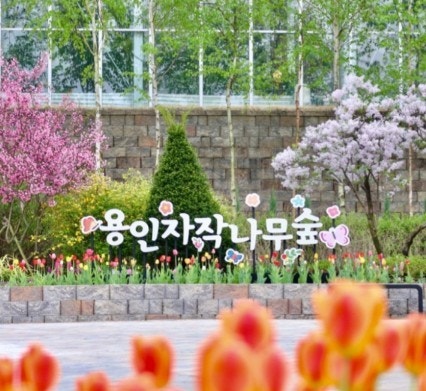 용인 자작나무숲 봄꽃축제 01