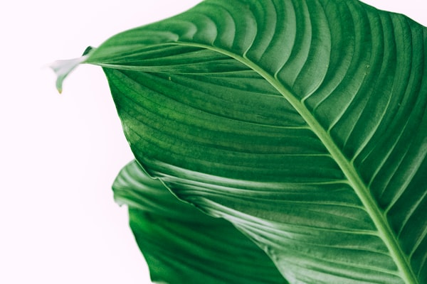 식물을 사랑하는 사람들을 위한 식물 친화적 생활