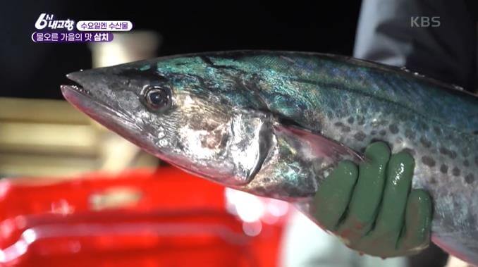 6시내고향-포항-삼치